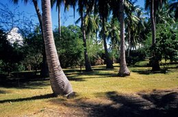 Archipel-des-Comores;-Cocotiers;-France;-Kaleidos;-Kaleidos-images;-La-parole-à-limage;-Laurent-Abad;-Lumière-rasante;-Mayotte;-Océan-Indien;-Ombres;-Paysage;-Pelouse;-Stories-Pictures;-Végétation
